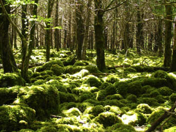 La foto di partenza: la penombra di un sottobosco d'estate